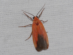Ptychoglene coccinea