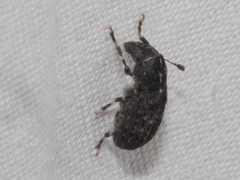 Anthribidae
