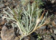 Artemisia alaskana