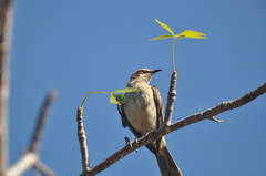 Mimus parvulus