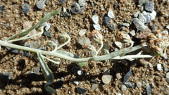 Artemisia alaskana