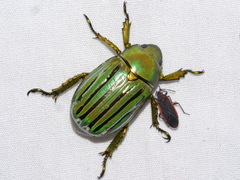Chrysina gloriosa