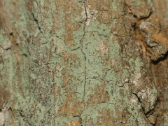 Lepraria caesiella