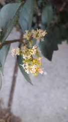 Ligustrum