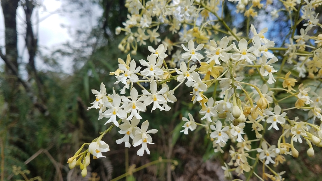 Epidendrum verrucosum Sw.