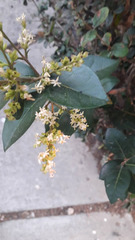 Ligustrum