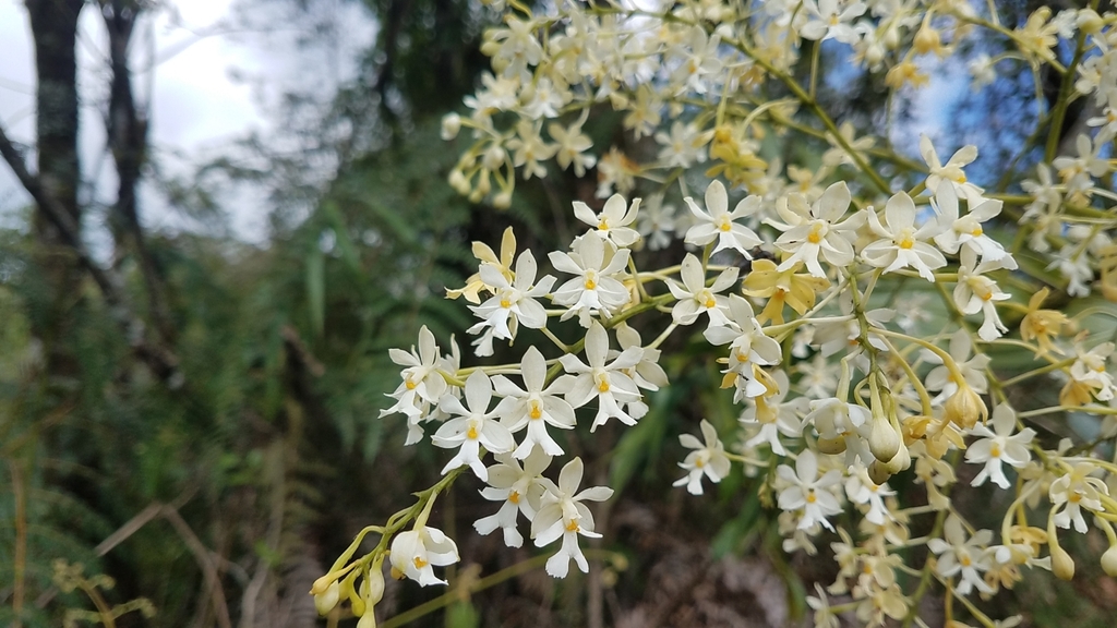 Epidendrum verrucosum Sw. 2