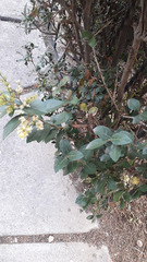Ligustrum