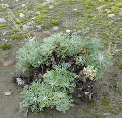 Artemisia alaskana
