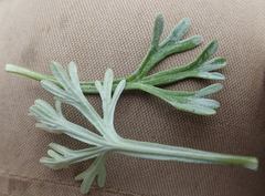 Artemisia alaskana