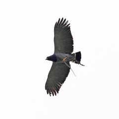 Morphnarchus princeps