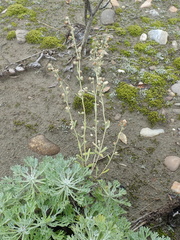 Artemisia alaskana