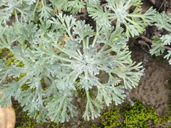Artemisia alaskana