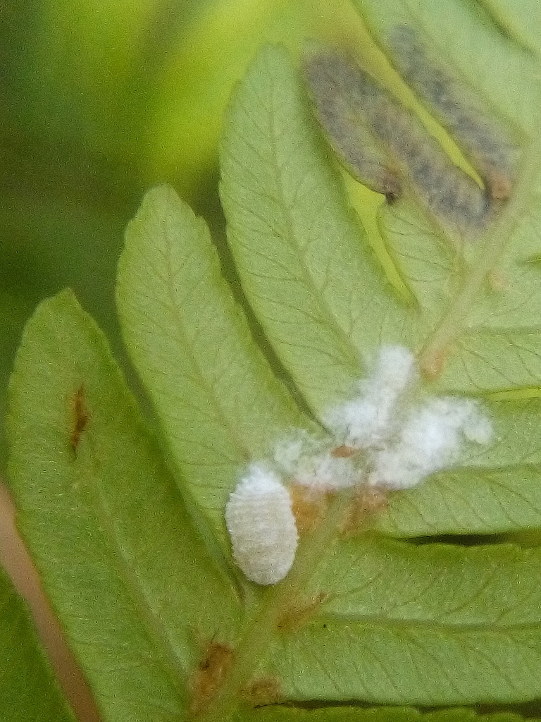 Crisicoccus
