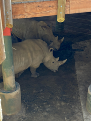 Rhinocerotidae