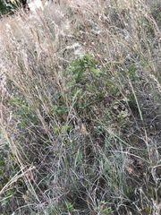 Eragrostis trichodes