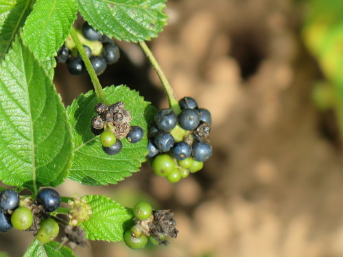 Lantana strigocamara