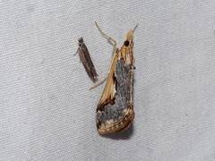 Loxostege albiceralis