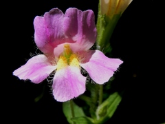 Erythranthe erubescens