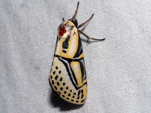 Hieroglyphic Moth
