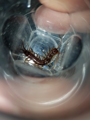 Bothropolys multidentatus