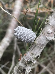 Allocasuarina paludosa
