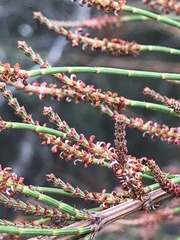 Allocasuarina paludosa
