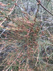 Allocasuarina paludosa