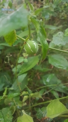 Zehneria