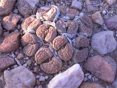 Lithops localis