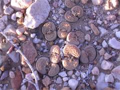 Lithops localis