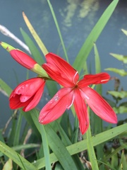 Hesperantha coccinea