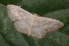 Scopula propinquaria