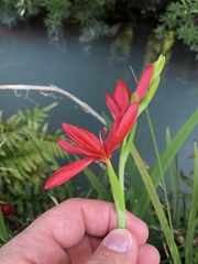 Hesperantha coccinea
