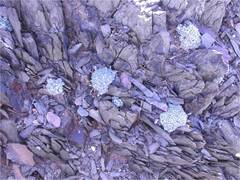 Conophytum truncatum