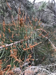 Allocasuarina paludosa