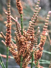 Allocasuarina paludosa