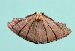 Orudiza protheclaria