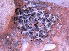 Haworthia nortieri pehlemanniae