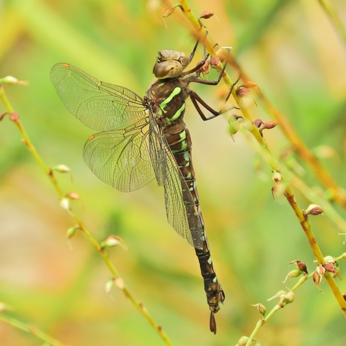 Shadow Darner