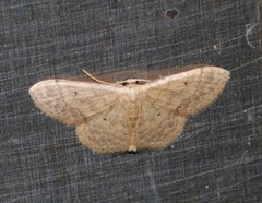 Idaea ptyonopoda