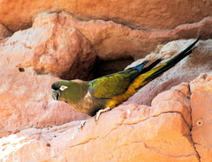 Cyanoliseus patagonus