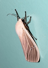 Creatonotos transiens vacillans