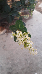 Ligustrum