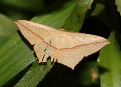 Timandra convectaria