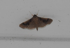 Pilocrocis milvinalis