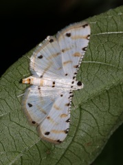 Pycnarmon cribrata