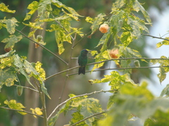 Saucerottia cyanifrons