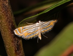 Parapoynx villidalis