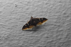 Prophantis adusta